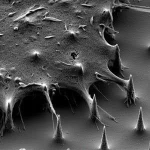 Living on the edge &ndash; supporting life with spiky micro-cones by Argha Chakraborty