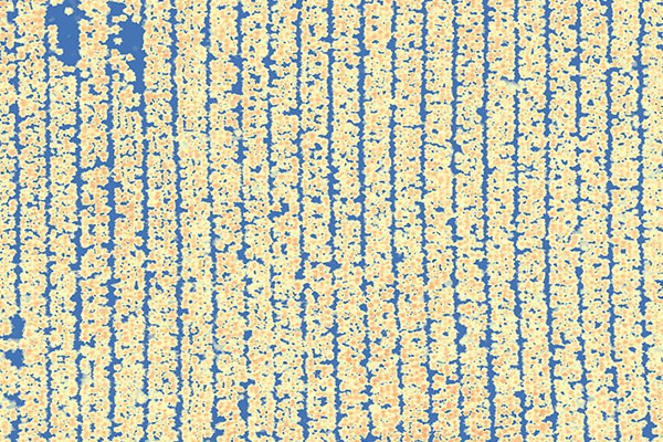 Pine Trees from Above by Stefan Peters