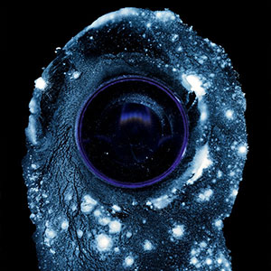 Universal surveillance by Neville Cichon