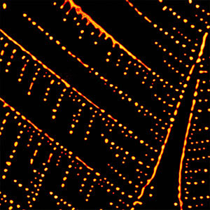 Web of Fat by Dr Damien Sebben