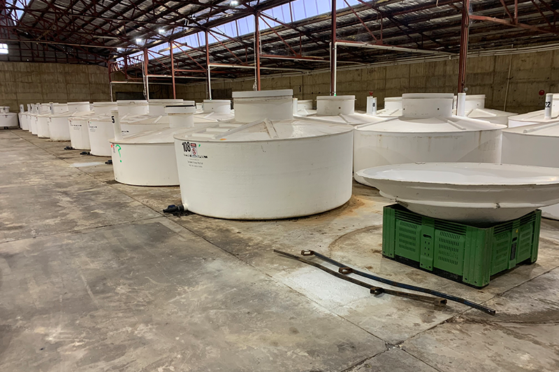 A large industrial shed with rows and rows of huge white tanks. The tanks are filled with olives, which are being processed.