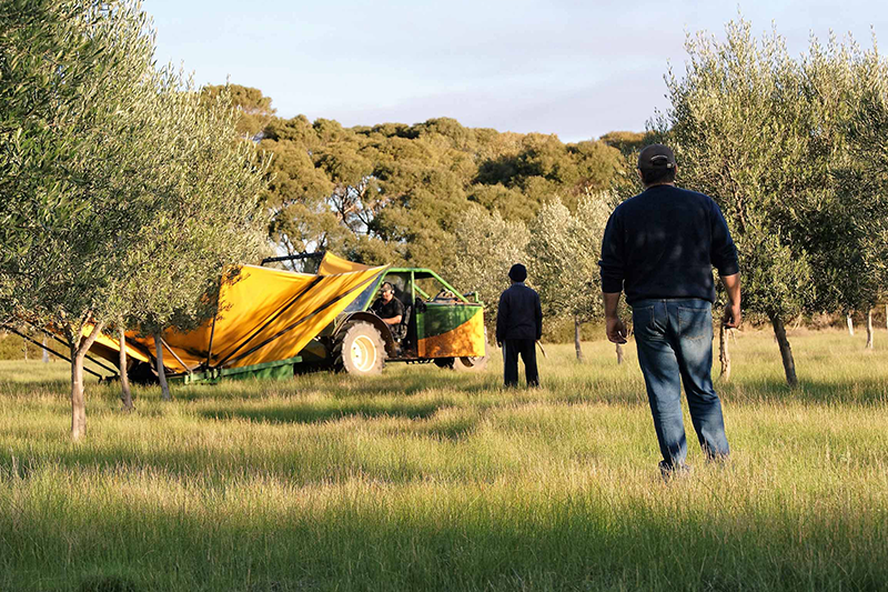 Two workers, clad in dark jumpers, stand in a lush grassy field with dozens of olive trees, facing a yellow and green tractor. The tractor appears to have a yellow upside-down umbrella contraption is collecting olives being shaken out of a tree. 