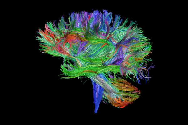 Building Brain Pathways (Video)