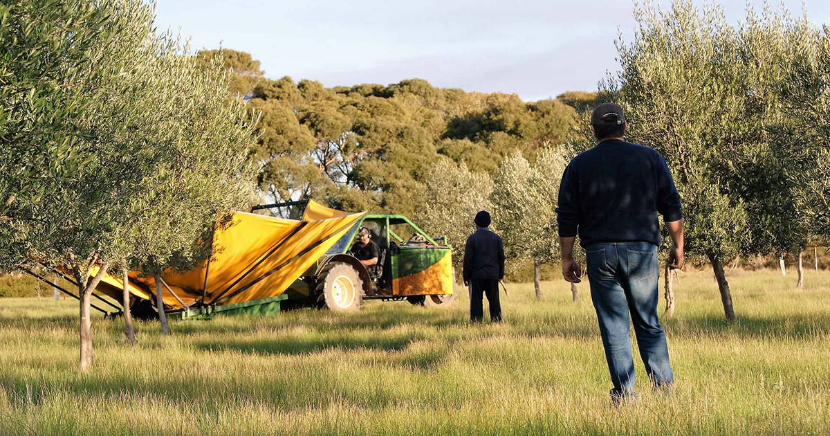 Two workers, clad in dark jumpers, stand in a lush grassy field with dozens of olive trees, facing a yellow and green tractor. The tractor appears to have a yellow upside-down umbrella contraption is collecting olives being shaken out of a tree. 