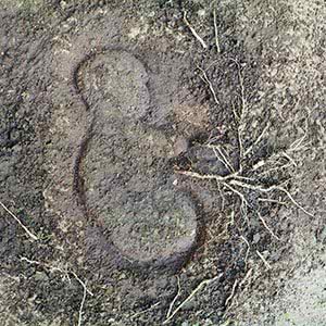 Umbilical cord by Nadeem Nazar