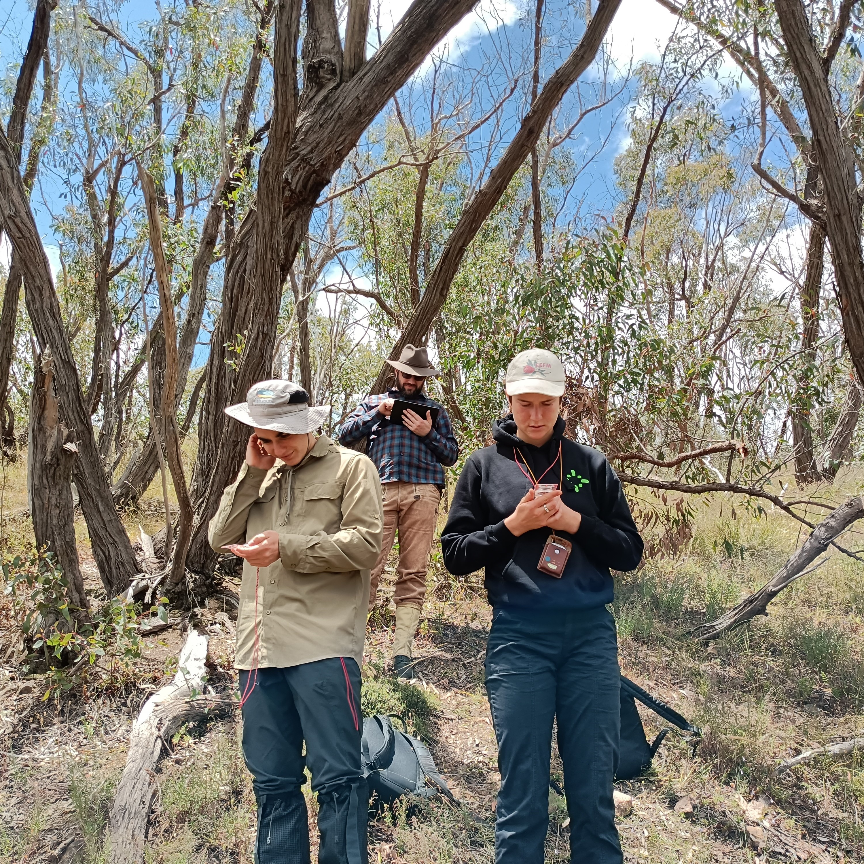 Red stringybark_500x500.jpg