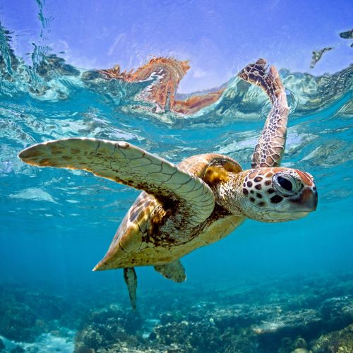 Giant sea turtle in GBR_500x500.jpg