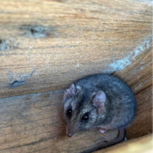 Marsupial on a branch.png