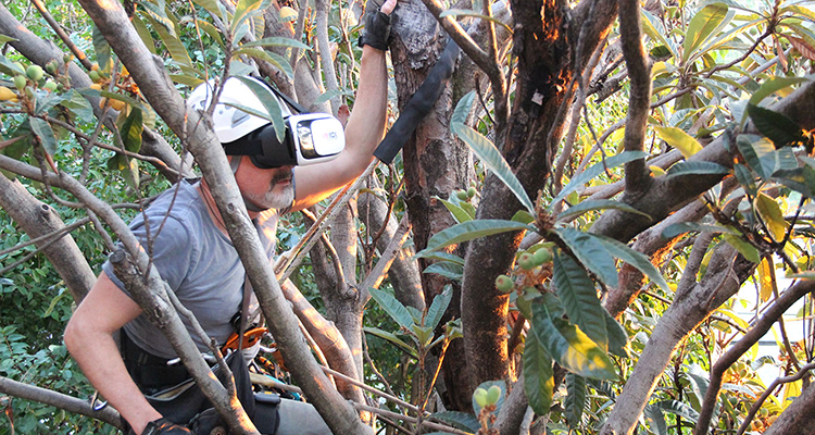 UniSA Researcher in a fig tree