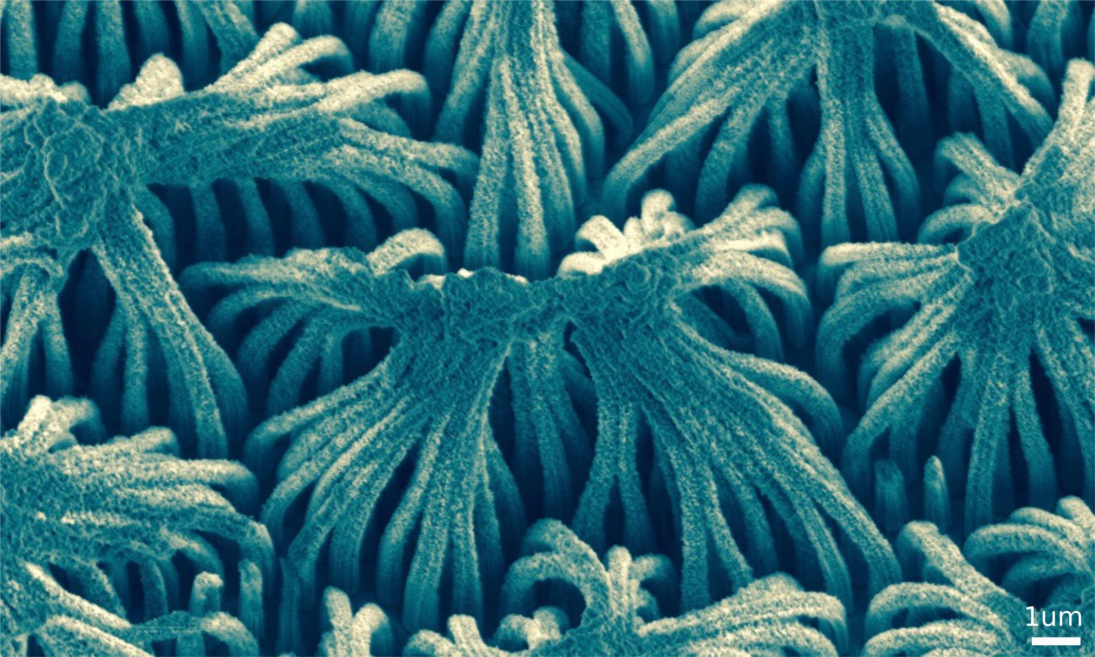 2016 - 3rd Prize - Nano-spaghetti - Dr Maria Alba-Martin, Research Associate, Future Industries Institute