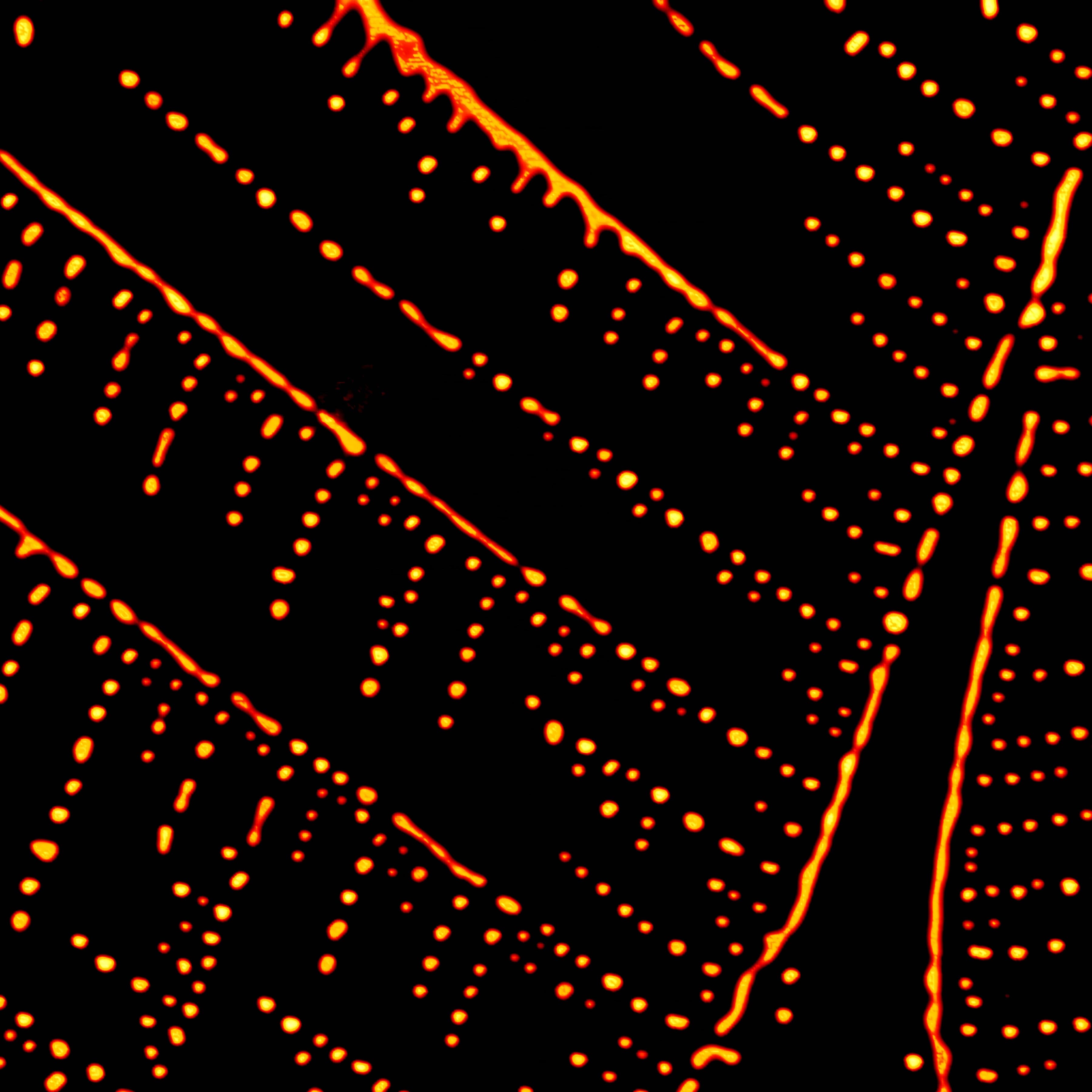 2017 - Finalist - Web of Fat - Dr Damien Sebben, Future Industries Institute