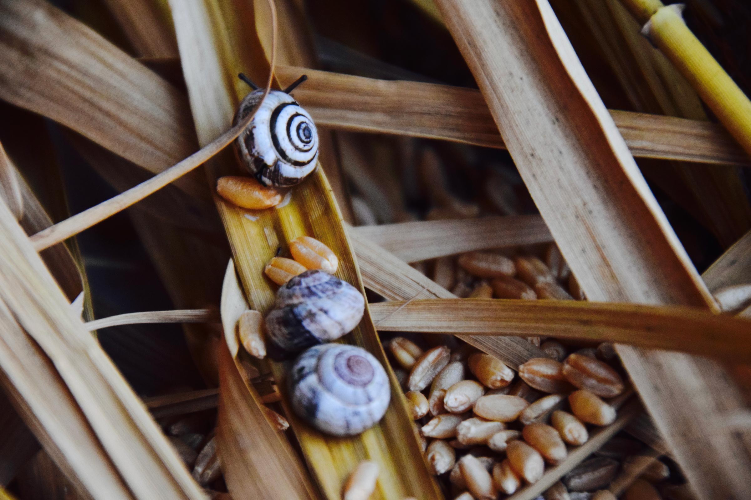 2018 - Finalist - Dream of a Pest Free Export - Dr Solmaz Saboohi, Research Associate, Future Industries Institute & Dr Maryam Shirmohammadi, Research Fellow, School of Engineering