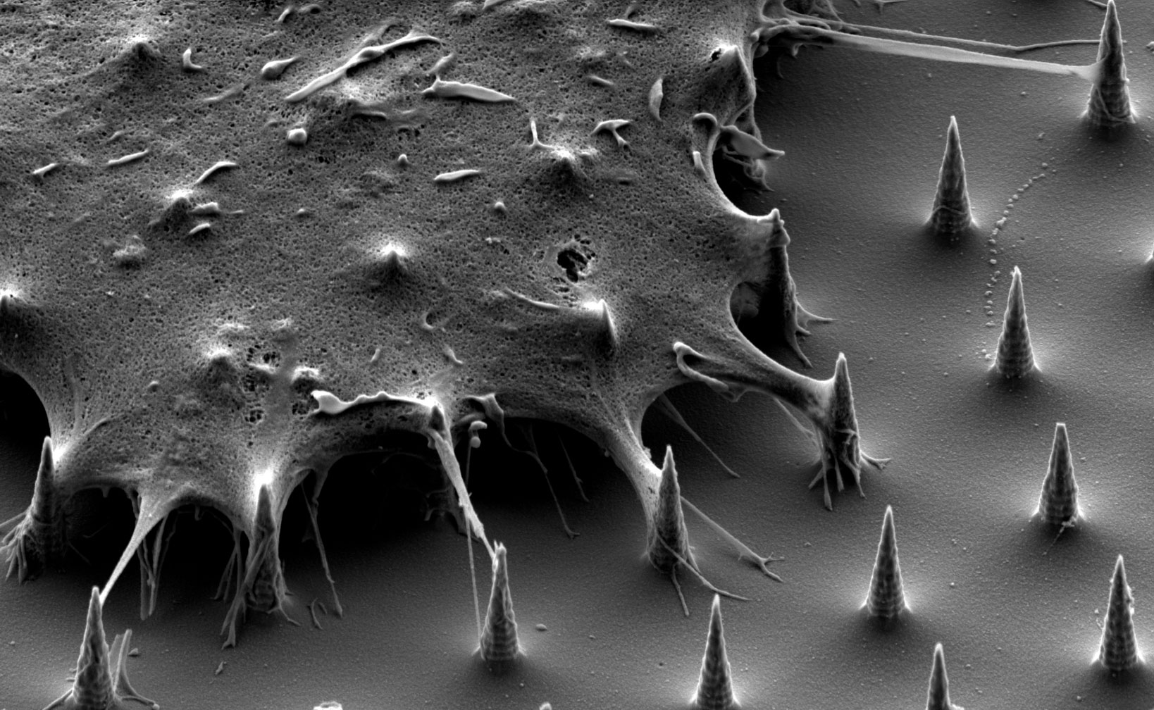 2018 - Finalist - Living on the edge - Argha Chakraborty, Future Industries Institute