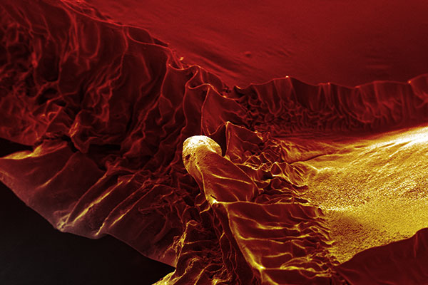 Leading edge of a dragonfly wing image