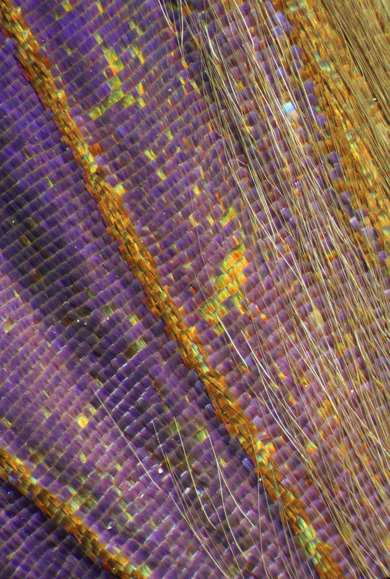 Who's Scales are These? by Eli Moore